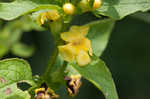 Mullein foxglove